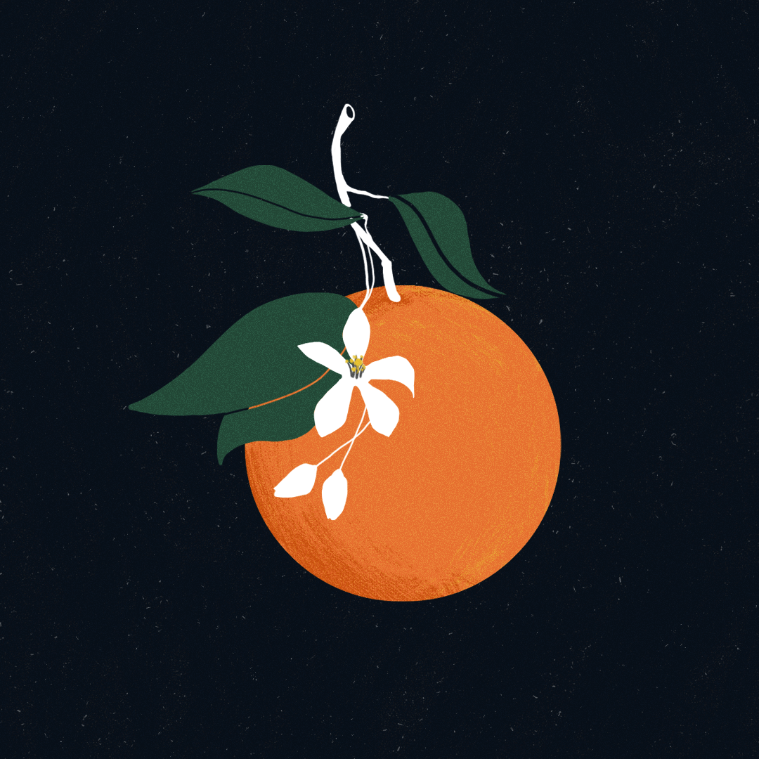 Illustrazione di arancia e zagara